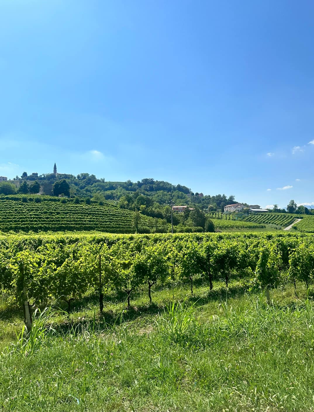 The Prosecco Hills around Conegliano